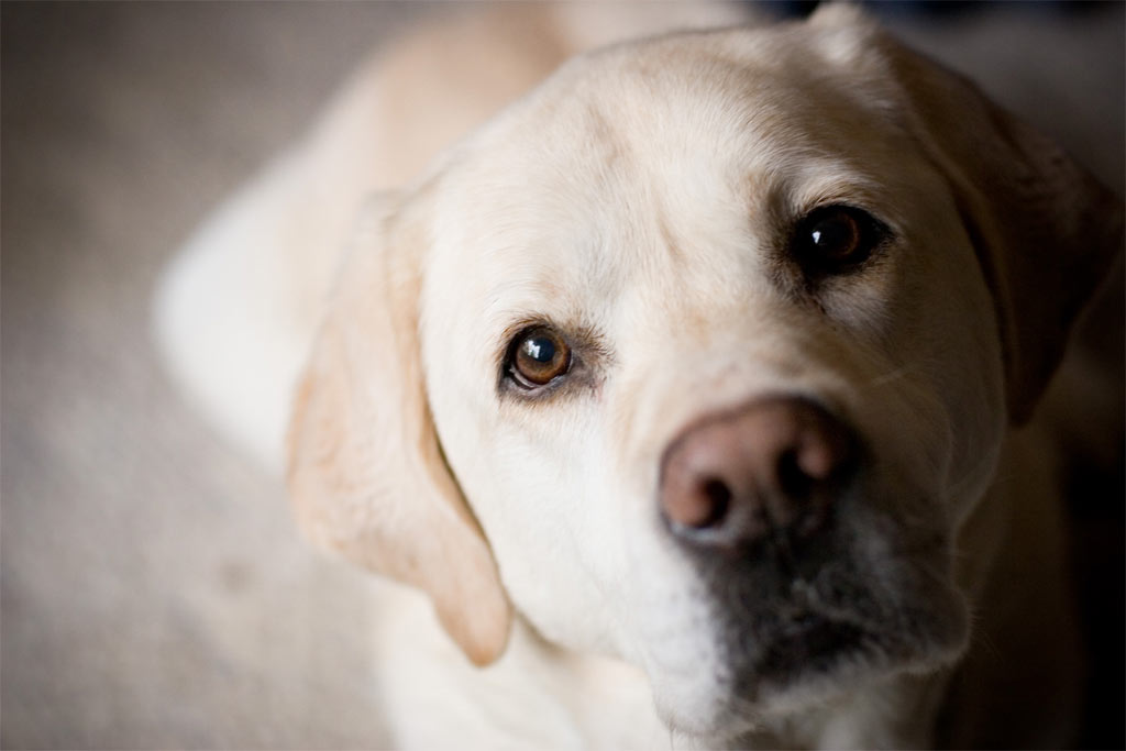 Dog Breeds That Help With Depression Dog Breeds That Help With Depression