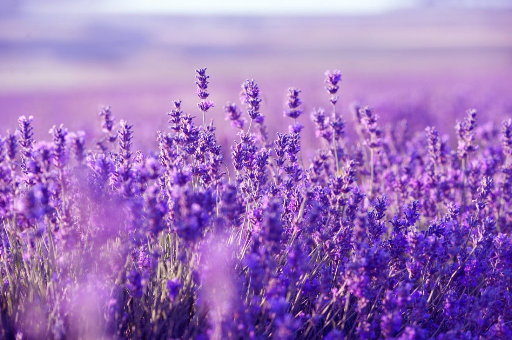 Everything You Need To Know About Aromatherapy & 7 Oils To Get You Started