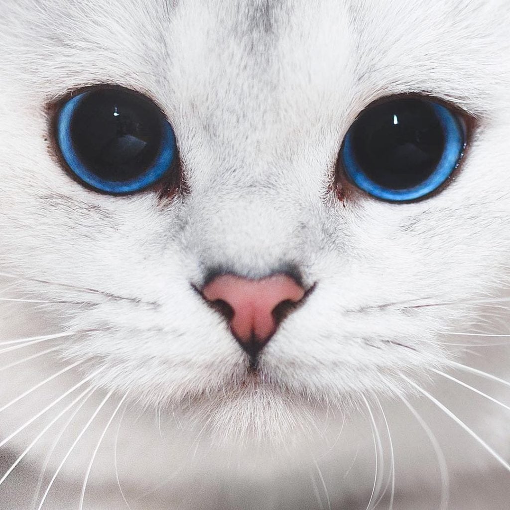 Lyo The Cat Is Who You Should Definitely Follow On Instagram