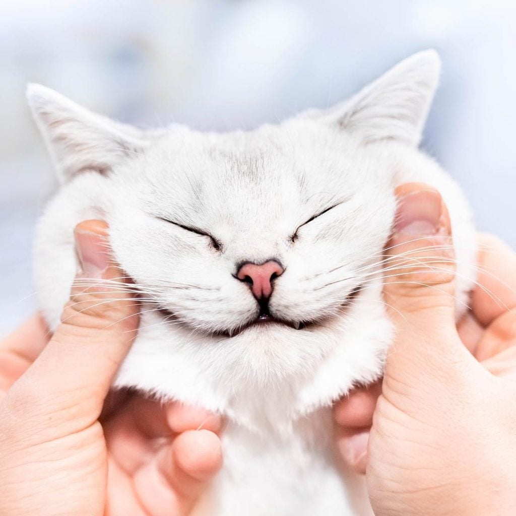Lyo The Cat Is Who You Should Definitely Follow On Instagram