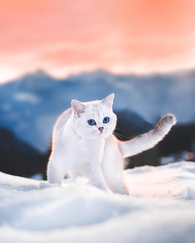 Lyo The Cat Is Who You Should Definitely Follow On Instagram