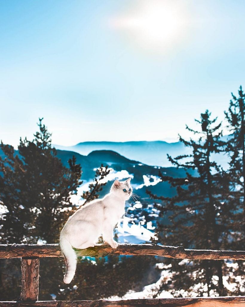 Lyo The Cat Is Who You Should Definitely Follow On Instagram