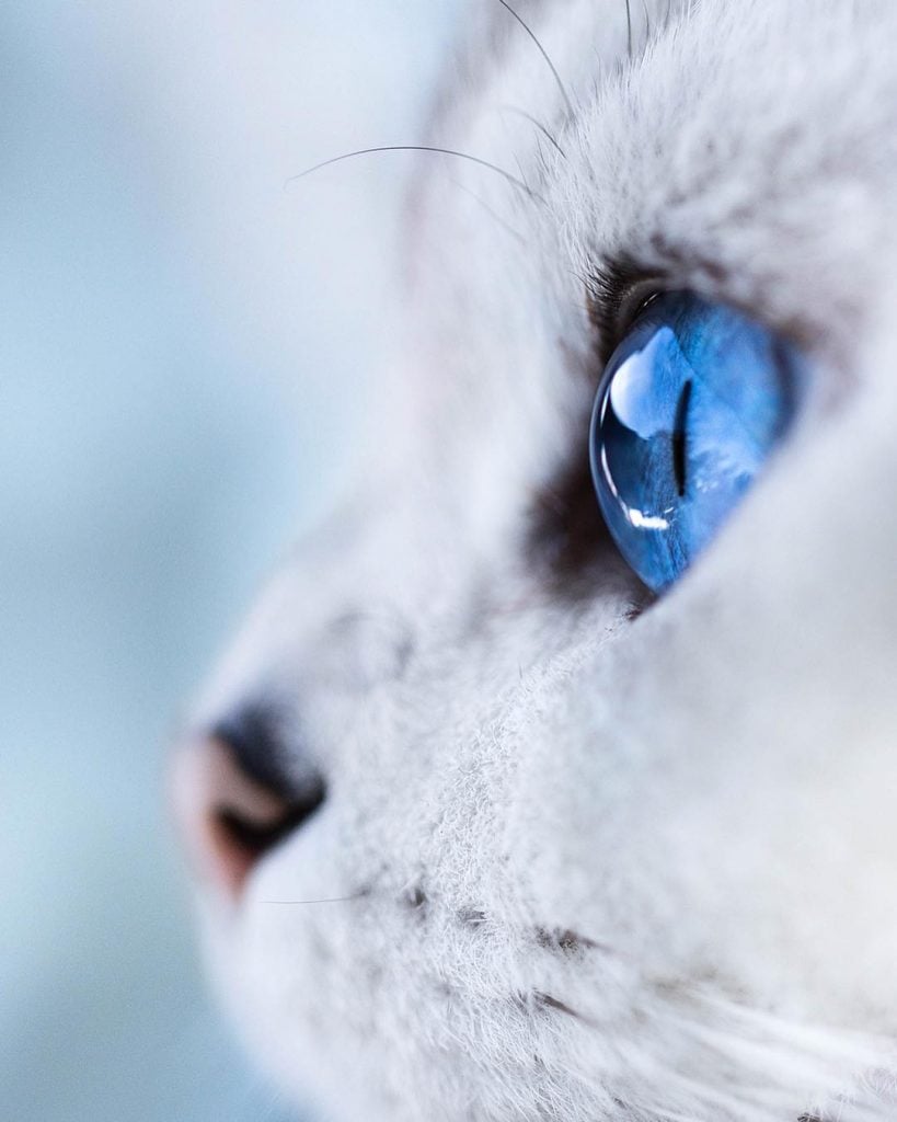 Lyo The Cat Is Who You Should Definitely Follow On Instagram
