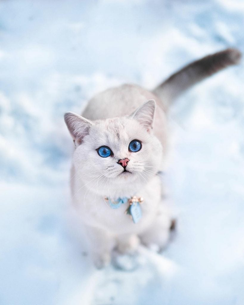 Lyo The Cat Is Who You Should Definitely Follow On Instagram