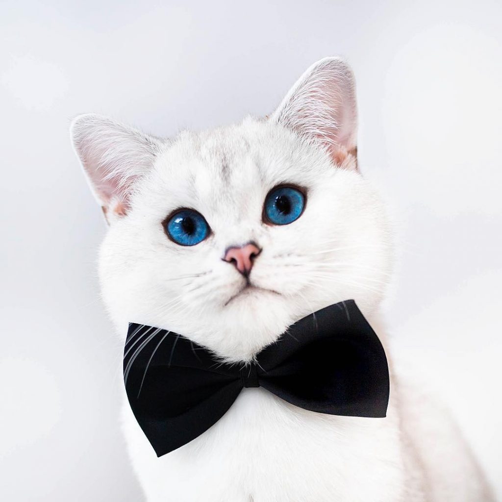 Lyo The Cat Is Who You Should Definitely Follow On Instagram