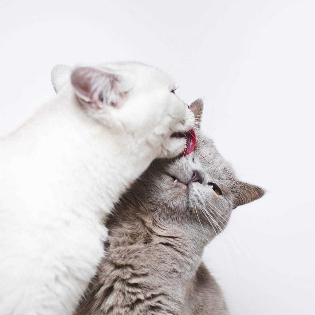 Lyo The Cat Is Who You Should Definitely Follow On Instagram