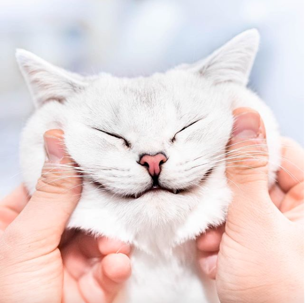 Lyo The Cat Is Who You Should Definitely Follow On Instagram
