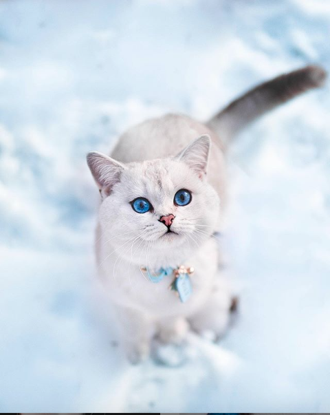 Lyo The Cat Is Who You Should Definitely Follow On Instagram