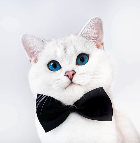 Lyo The Cat Is Who You Should Definitely Follow On Instagram