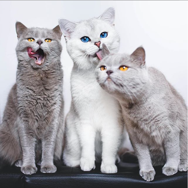 Lyo The Cat Is Who You Should Definitely Follow On Instagram