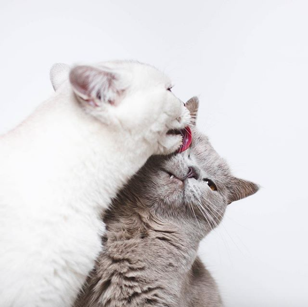 Lyo The Cat Is Who You Should Definitely Follow On Instagram