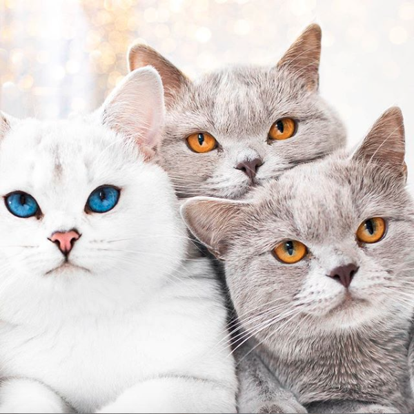 Lyo The Cat Is Who You Should Definitely Follow On Instagram