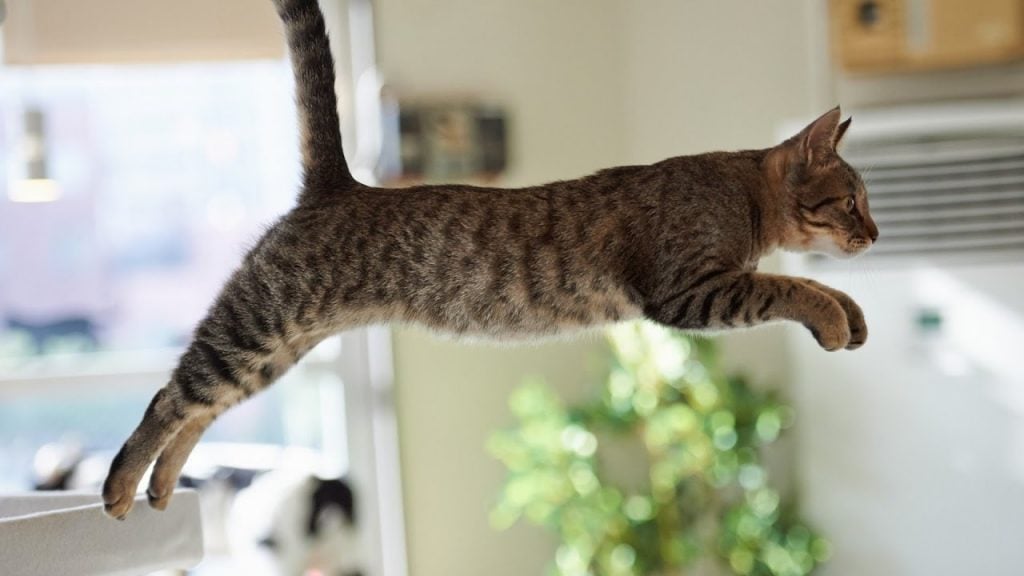 12 Amazing Facts About Cats That May Completely Surprise You