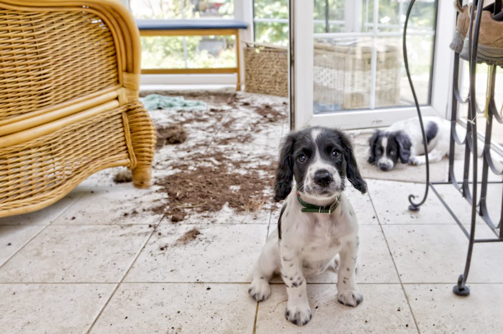 10 Reasons to Date a Dog Person Instead of A Cat Person