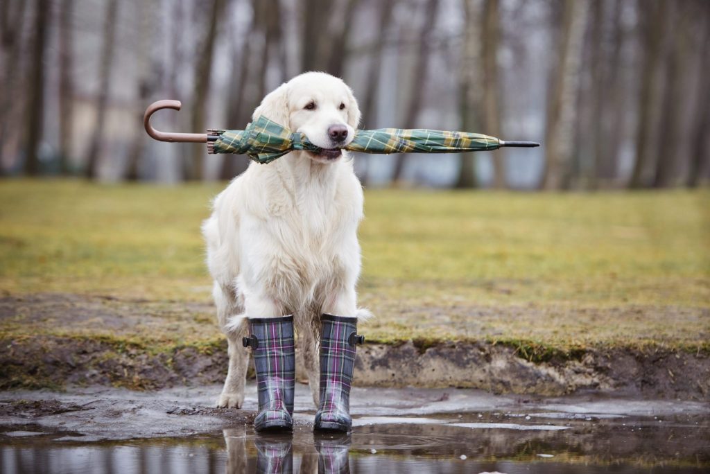 10 Reasons to Date a Dog Person Instead of A Cat Person
