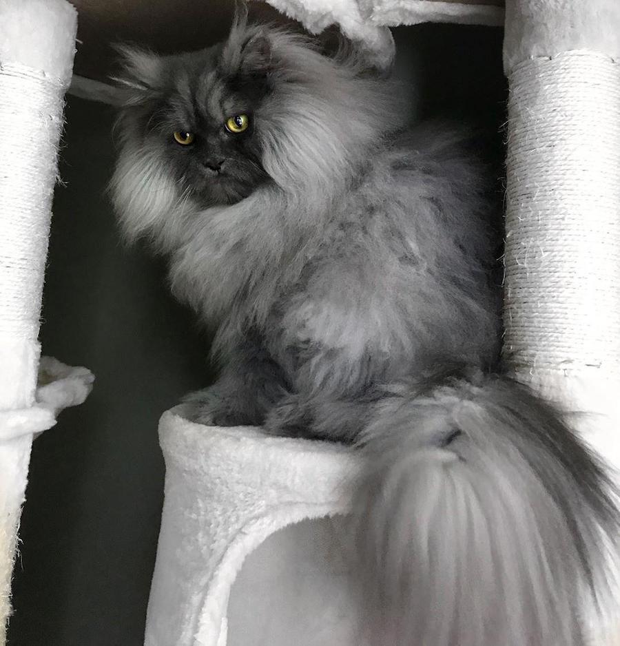 Juno The Angry Cat You Will Love At First Sight #12 | Her Beauty