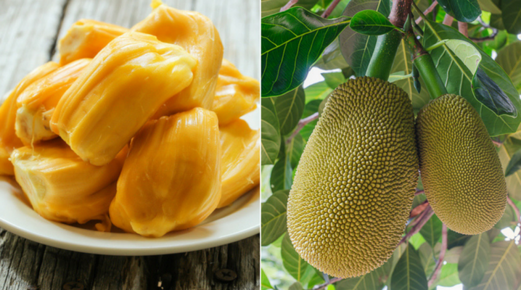 9 Facts You Need To Know About The Lip-Smacking Jackfruit