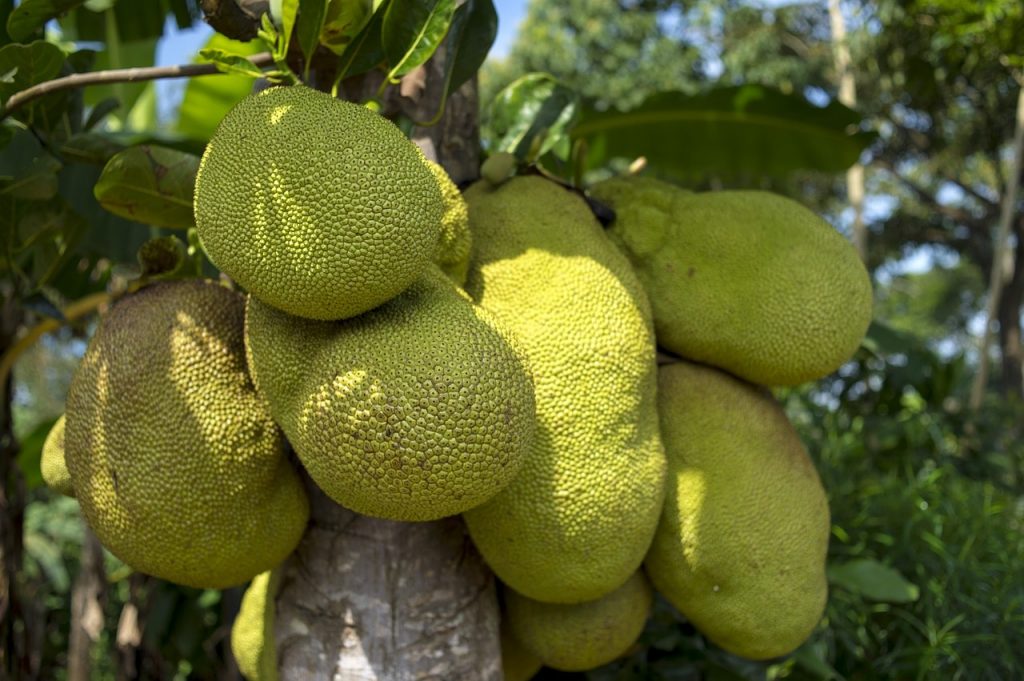 9 Facts You Need To Know About The Lip-Smacking Jackfruit