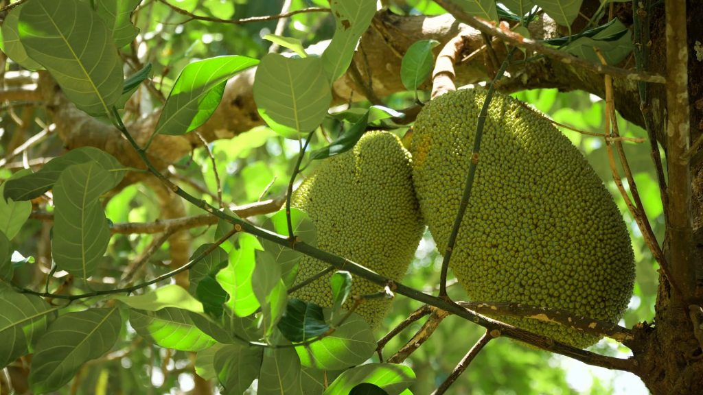 9 Facts You Need To Know About The Lip-Smacking Jackfruit