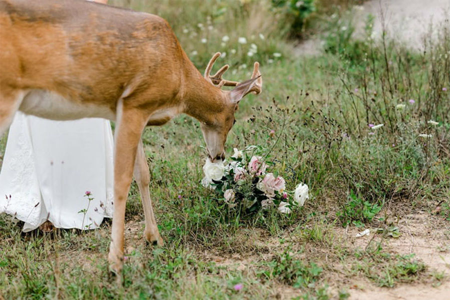 A Wedding Photoshoot To Remember Gets Interrupted By A Deer #7 | Her Beauty