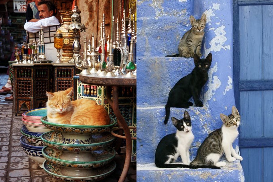Cats | 8 Reasons Why You Should Visit Morocco | Her Beauty