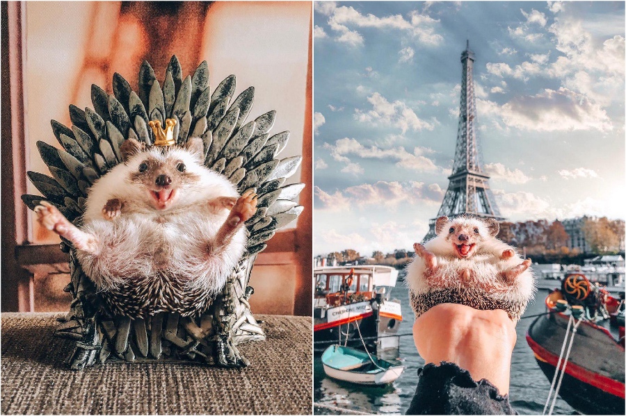 Game of Thrones | Mr Pokee The Hedgehog Will Make Your Day | Her Beauty