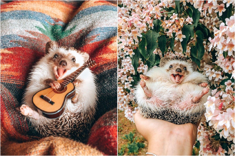 Little guitar | Mr Pokee The Hedgehog Will Make Your Day | Her Beauty