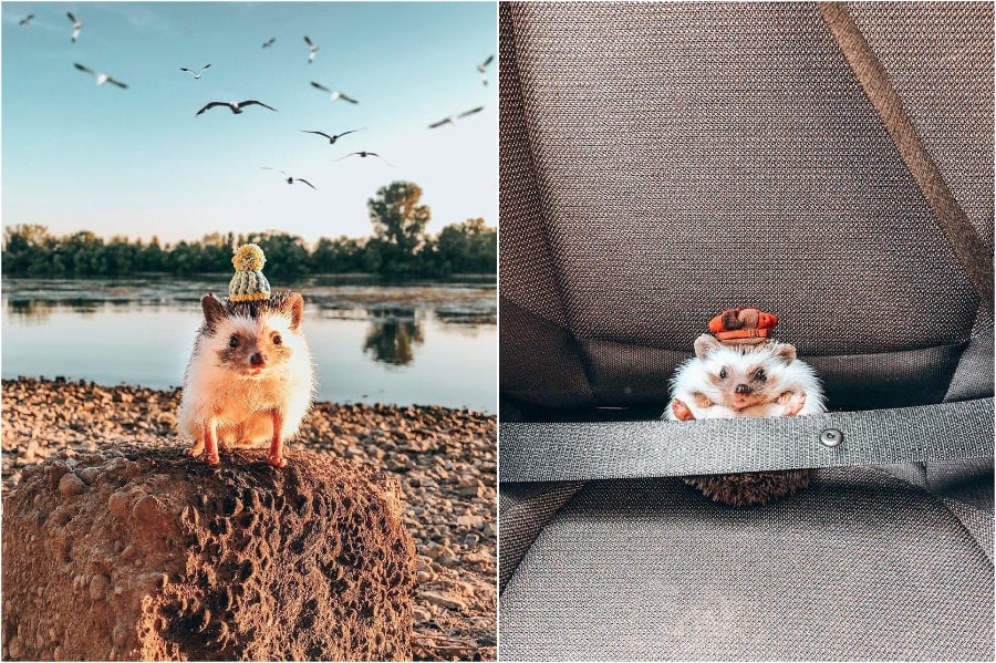 Mr Pokee The Hedgehog Will Make Your Day