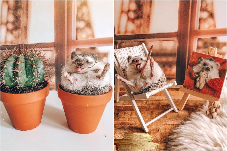 Self-portraits | Mr Pokee The Hedgehog Will Make Your Day | Her Beauty