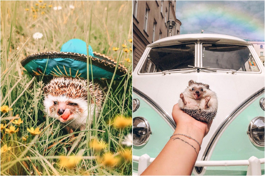 Trip to Mexico | Mr Pokee The Hedgehog Will Make Your Day | Her Beauty