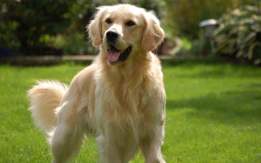 9 of The Best Family Friendly Dog Breeds