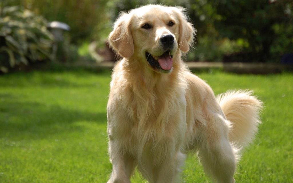 9 of The Best Family Friendly Dog Breeds
