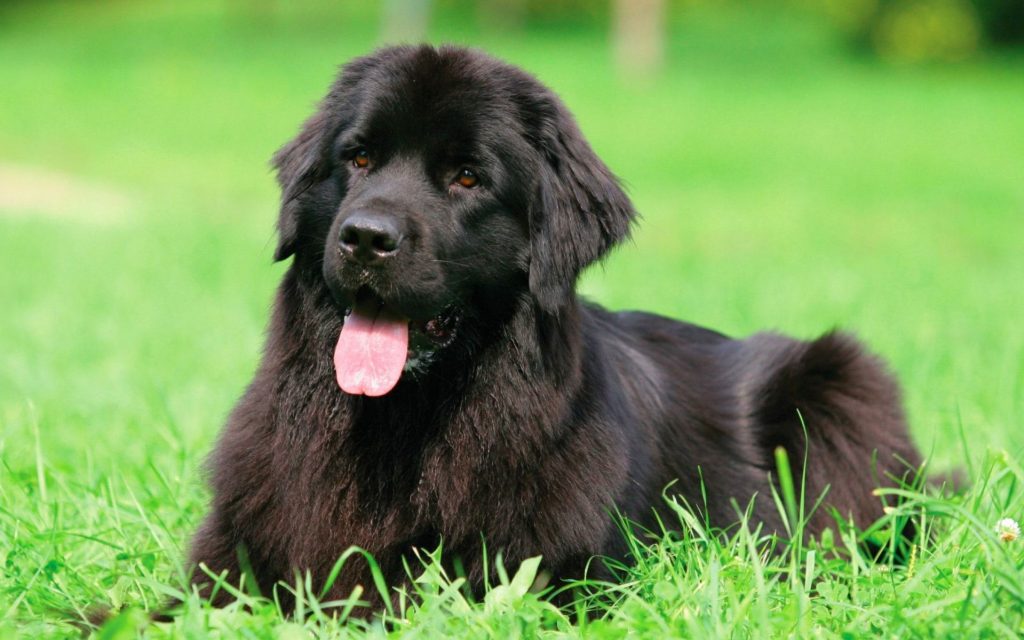 9 of The Best Family Friendly Dog Breeds