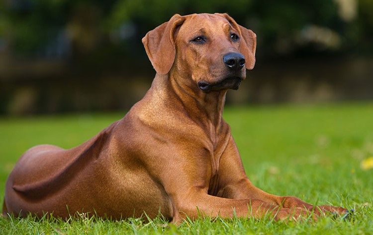 Rhodesian Ridgeback | 9 of The Best Family Friendly Dog Breeds | Her Beauty