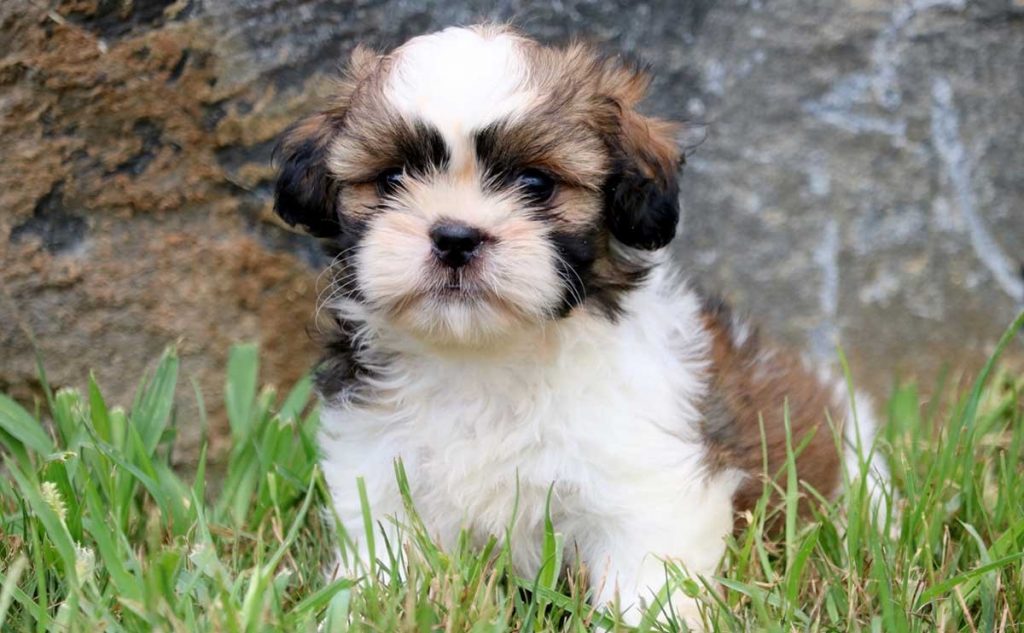 9 of The Best Family Friendly Dog Breeds