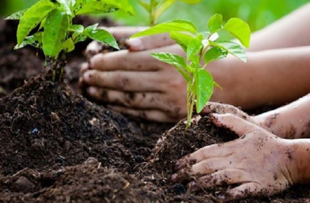 Piantare un albero | 8 piccole azioni per salvare il mondo | HerBeauty