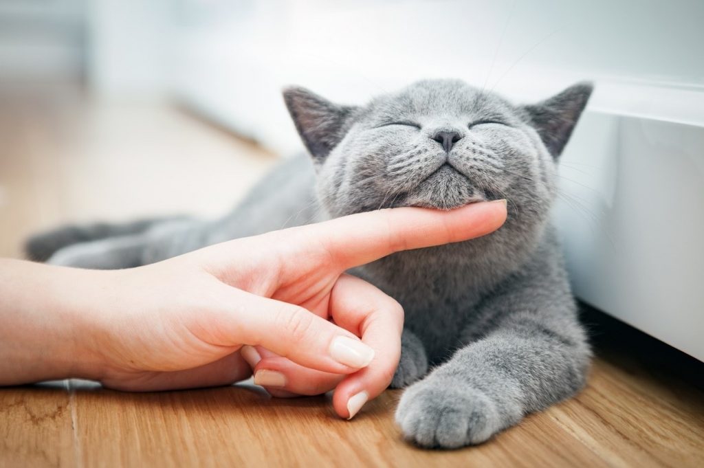 6 motivi per cui avere un animale in casa fa bene alla salute!