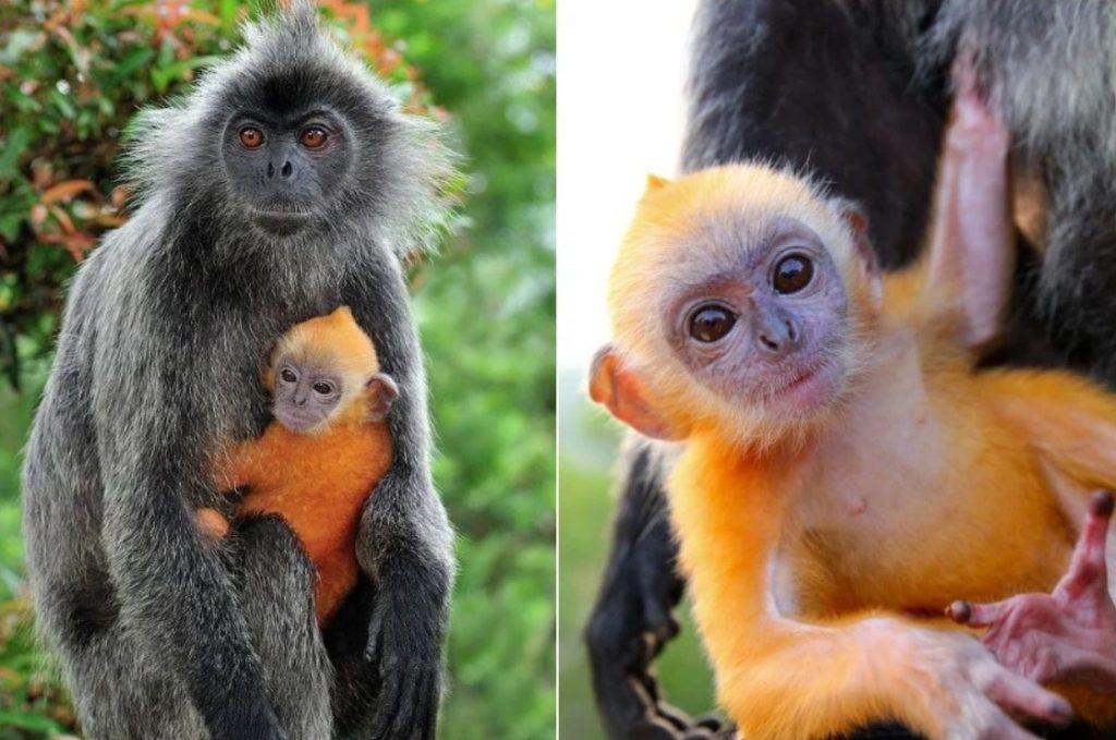 14 Lindos Animales Recién Nacidos para Iluminar Tu Día