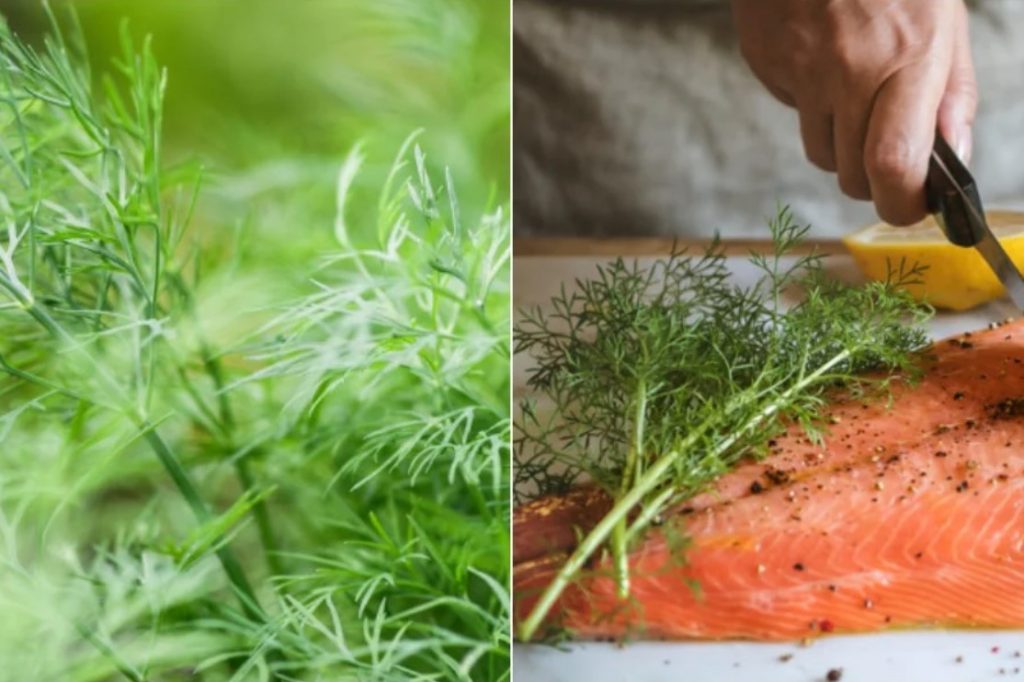 Las 6 Mejores Hierbas Veraniegas y Deliciosas Formas para Usarlas