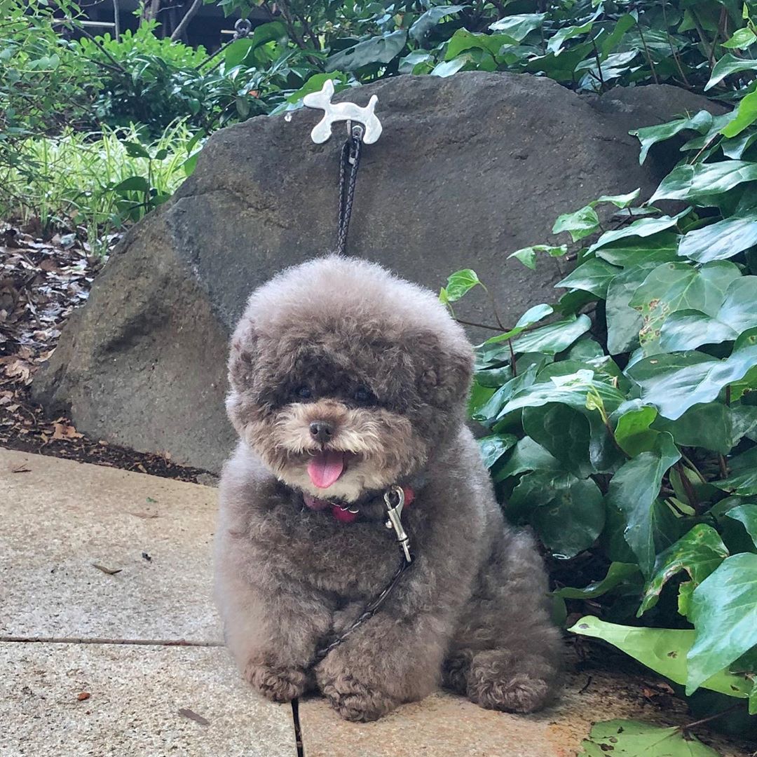 ≡ Japanese Toy Poodle Kokoro Is the Cutest Things You'll See Today 》 Her Beauty