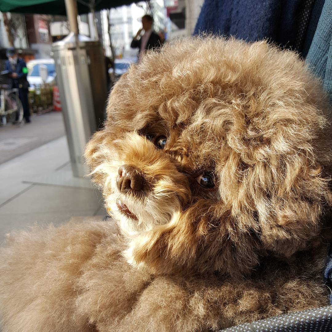 ≡ Japanese Toy Poodle Kokoro Is the Cutest Things You'll See Today 》 Her Beauty