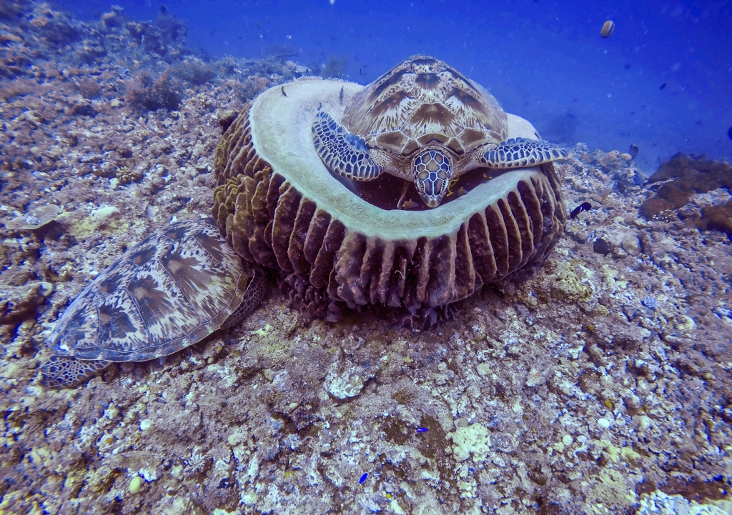 6 Pantai Paling Indah di Indonesia Untuk Pencinta Diving