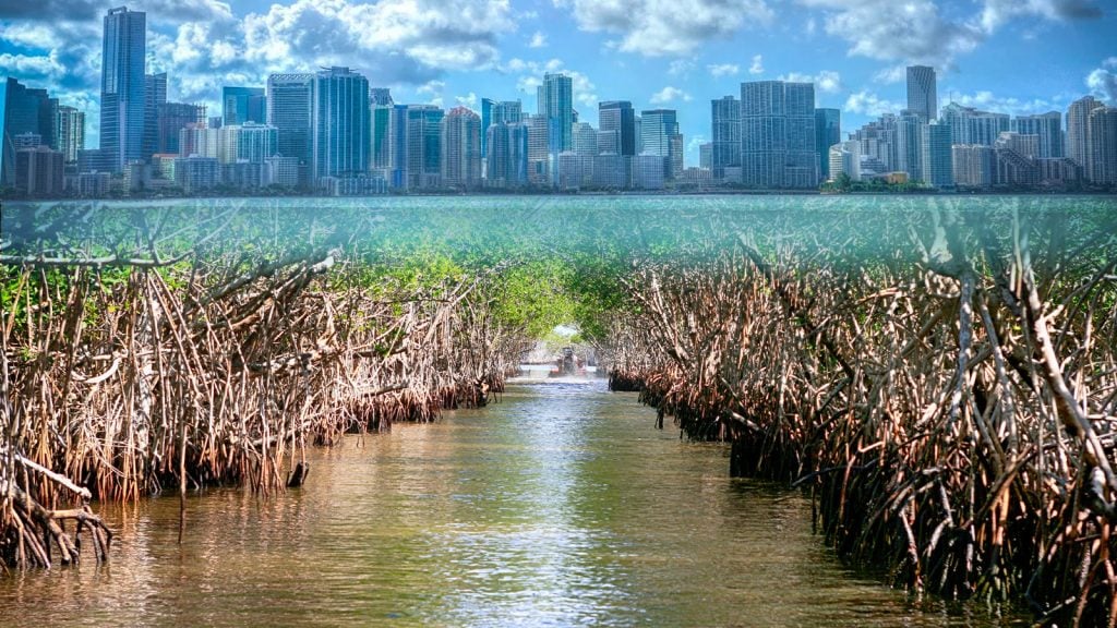 6 Destinasi Wisata Mangrove Terindah di Indonesia, Pernah Mengunjunginya?