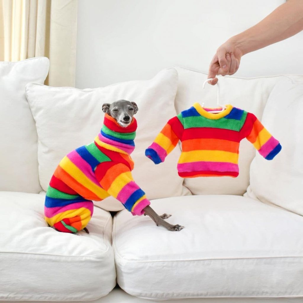 Tika The Iggy Gets Names 5 Trends For Dogs