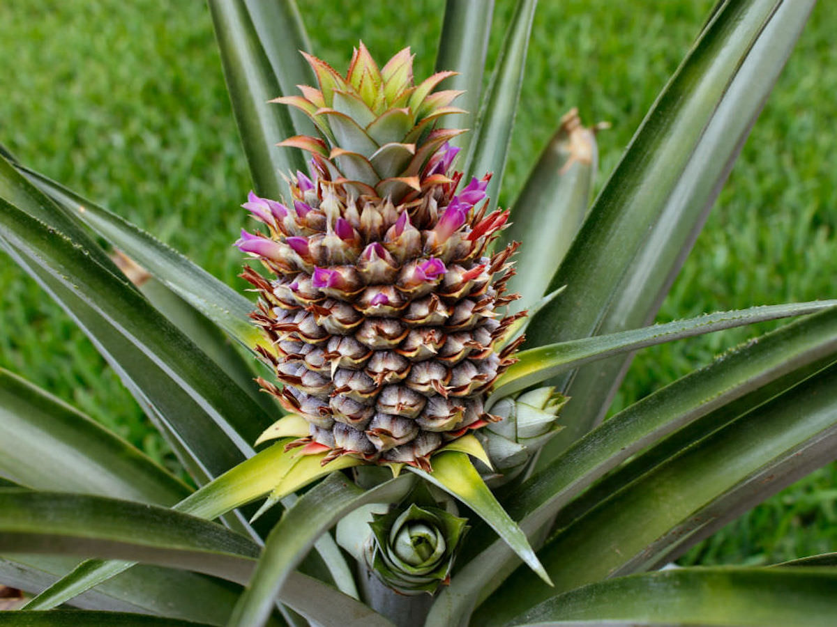 10 Facts About Pineapples You Never Knew