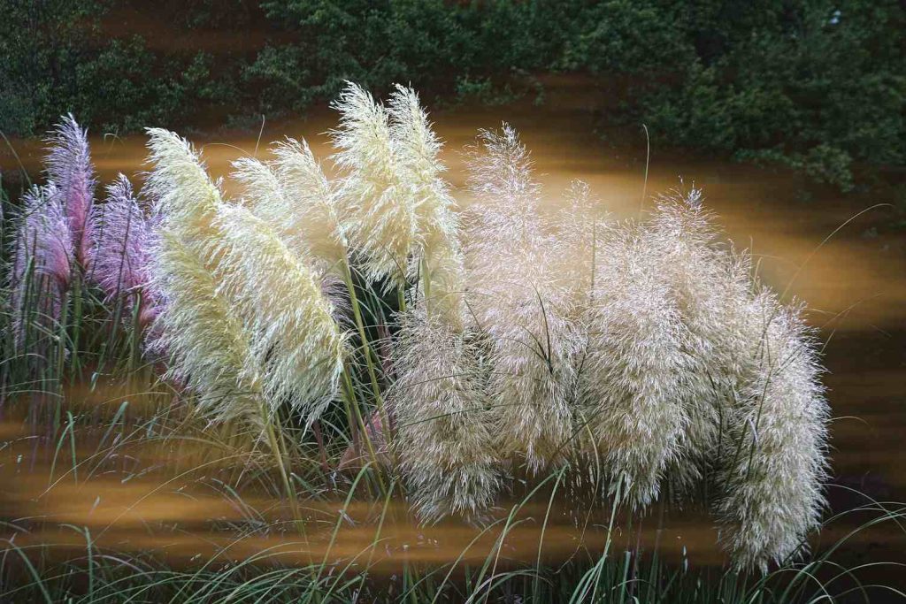 Erba delle Pampas, un elemento di arredo e una decorazione di super tendenza
