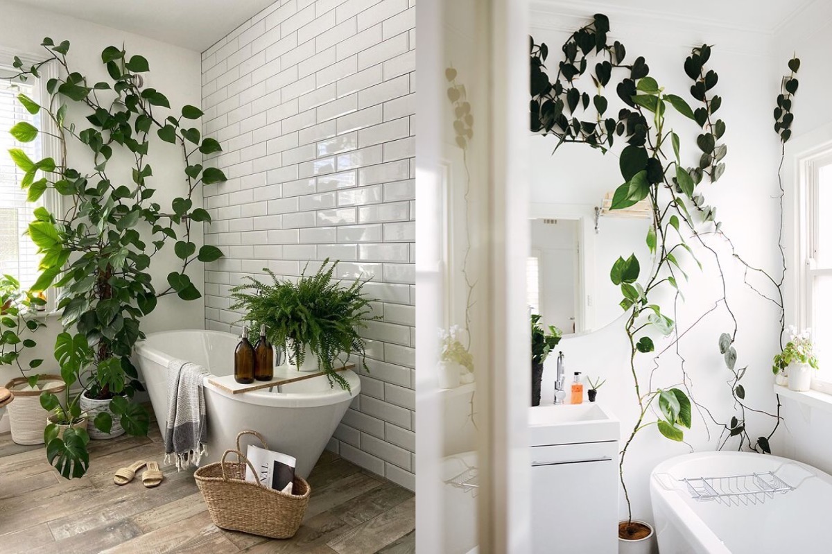 10 Best Houseplants for Your Bathroom