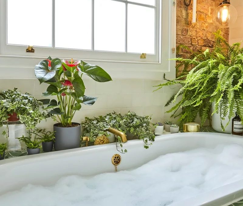 10 Best Houseplants for Your Bathroom