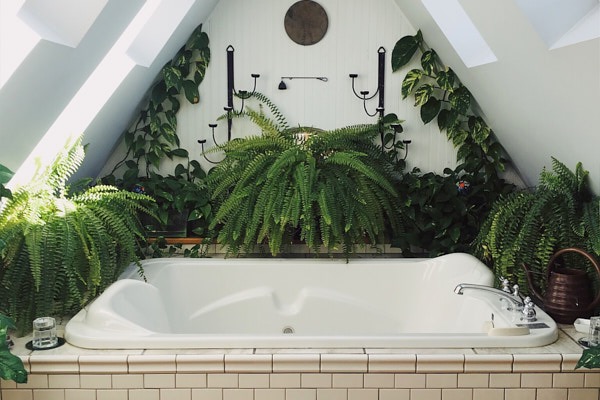 10 Best Houseplants for Your Bathroom