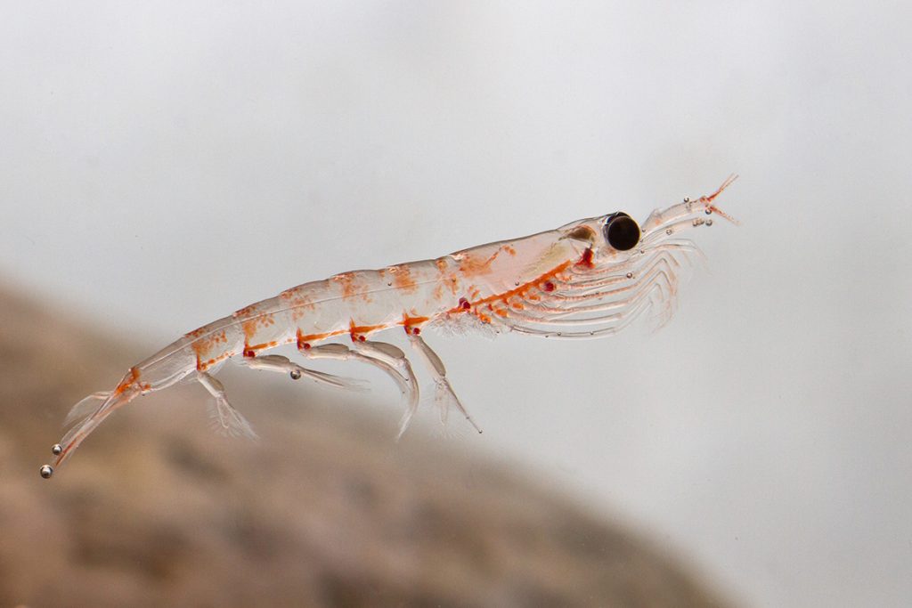 Óleo de peixe ou óleo de krill: qual é o melhor para você?